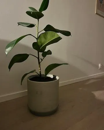 Διαμέρισμα Relaxing&cozy Doubleroom Jyväskylä